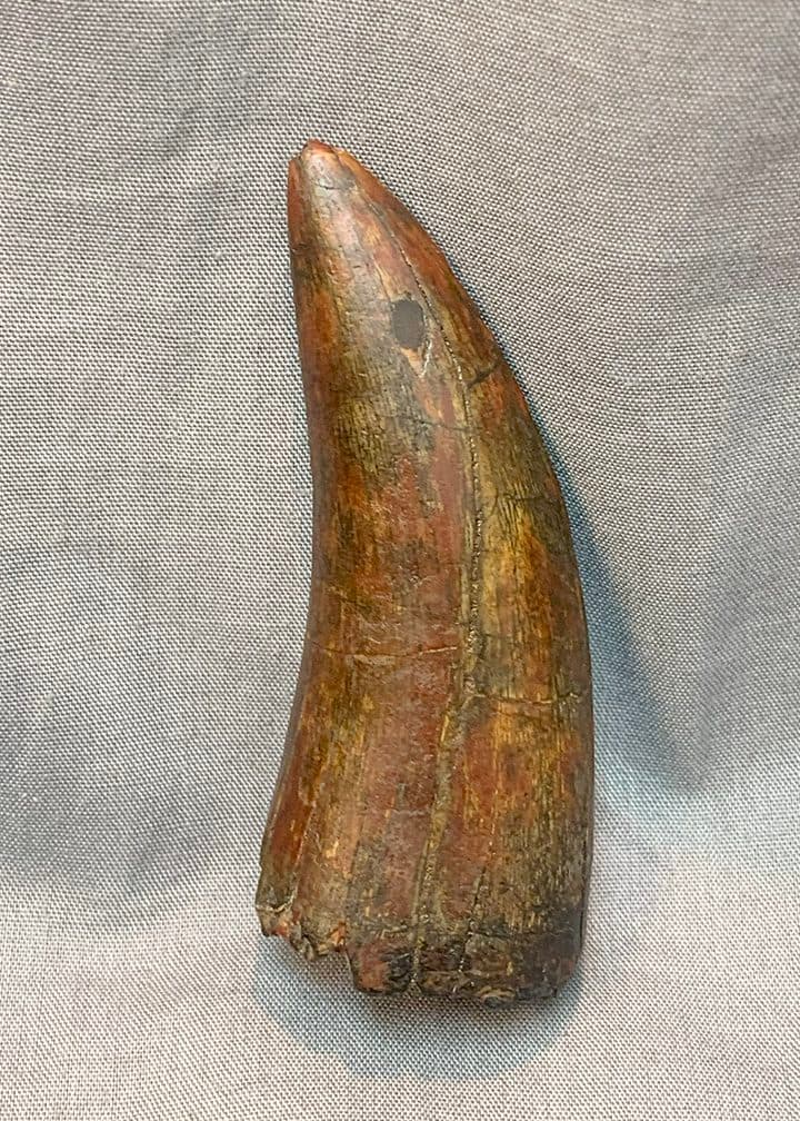 Authentic Afrovenator Tooth #1 - thumbnail 3