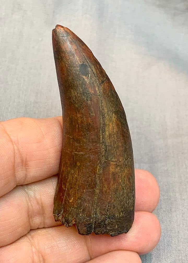 Authentic Afrovenator Tooth #1 - thumbnail 2