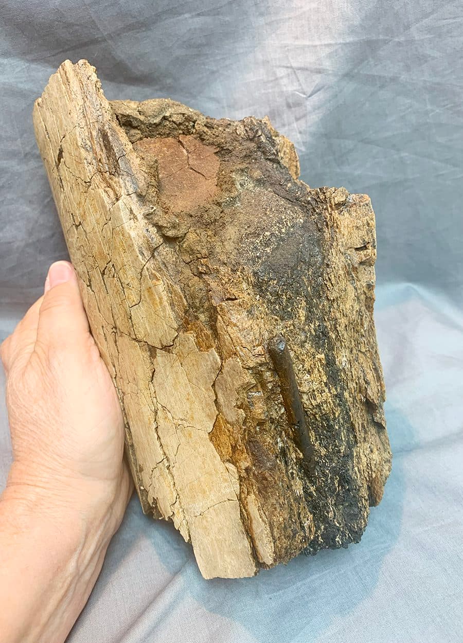 Authentic Tyrannosaurid Daspletosaurus Tibia Section - thumbnail 2
