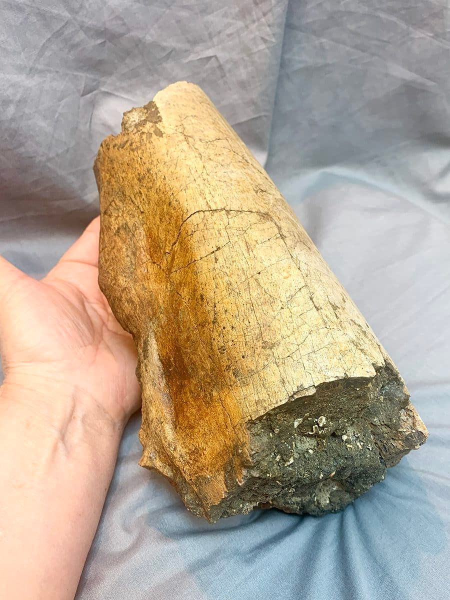 Authentic Tyrannosaurid Daspletosaurus Tibia Section - thumbnail 3