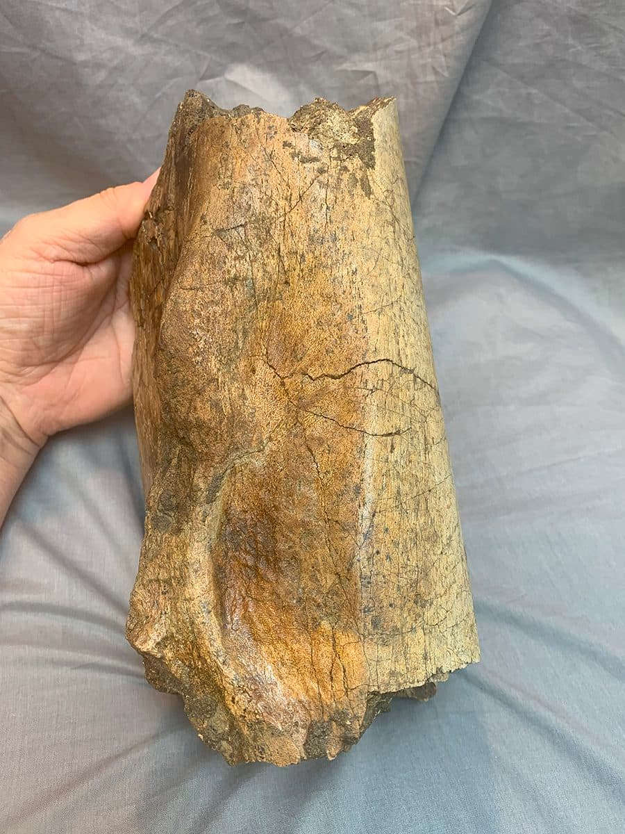 Authentic Tyrannosaurid Daspletosaurus Tibia Section - thumbnail 4