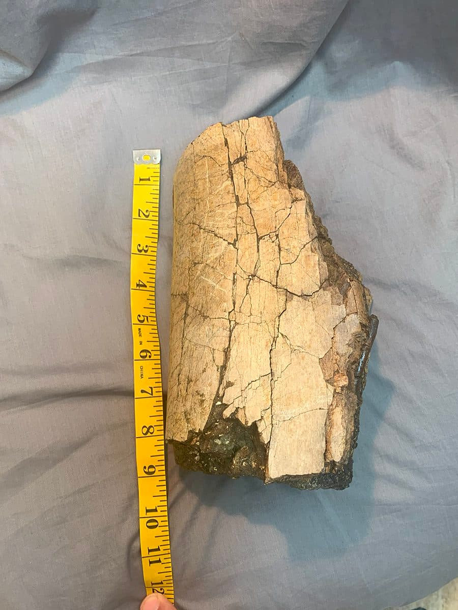 Authentic Tyrannosaurid Daspletosaurus Tibia Section - thumbnail 5