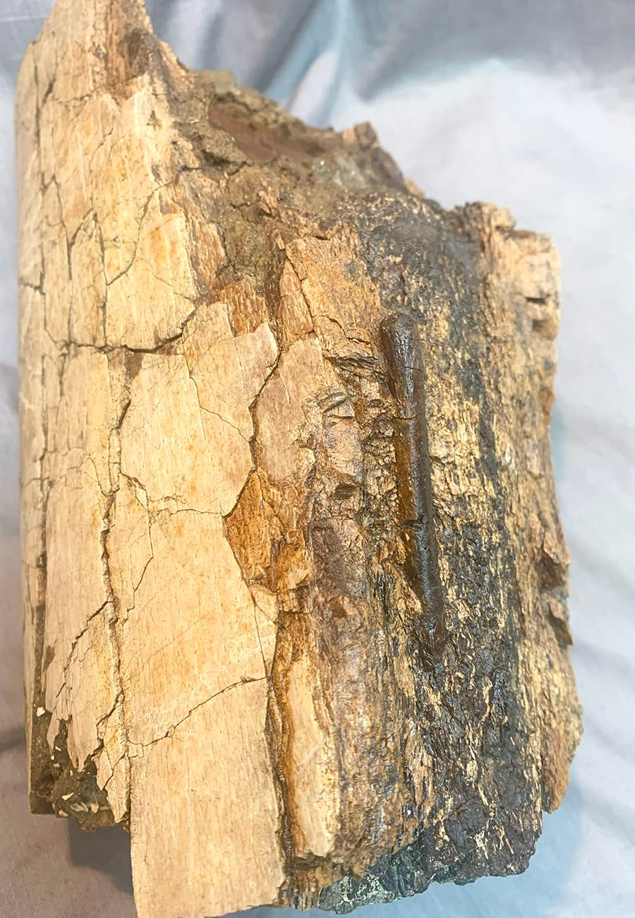 Authentic Tyrannosaurid Daspletosaurus Tibia Section - thumbnail 6