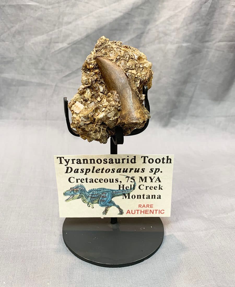 Authentic Daspletosaurus Tooth in Matrix