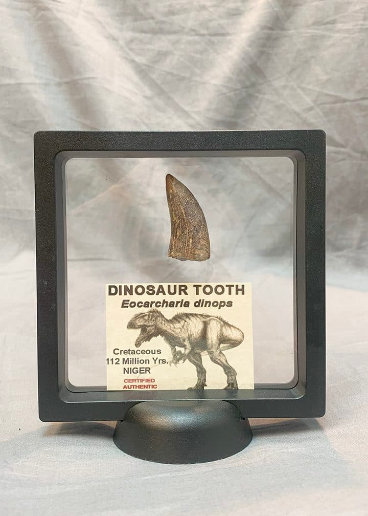 Authentic Eocarcharia Dinosaur Tooth #1