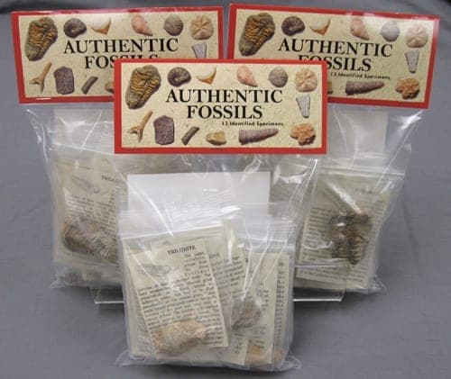 Authentic Fossil Collection – Box of 50