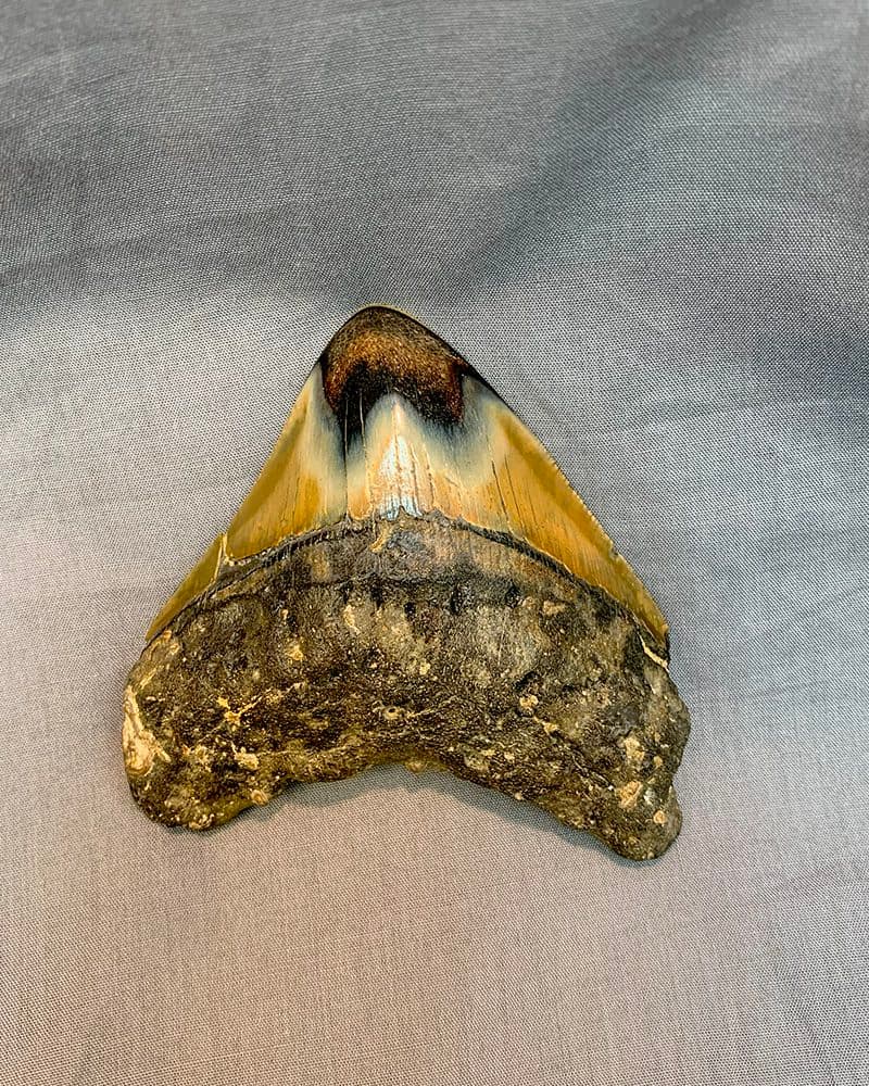 MEGALODON FOSSIL SHARK TOOTH #240