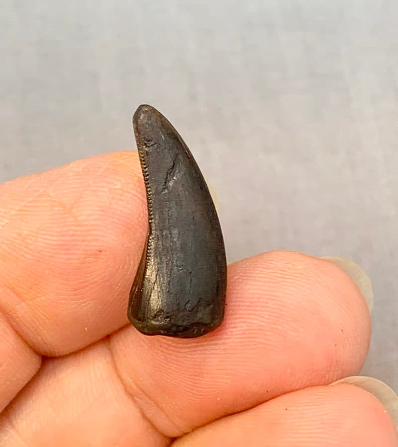 Authentic Nanotyrannus Tooth #2