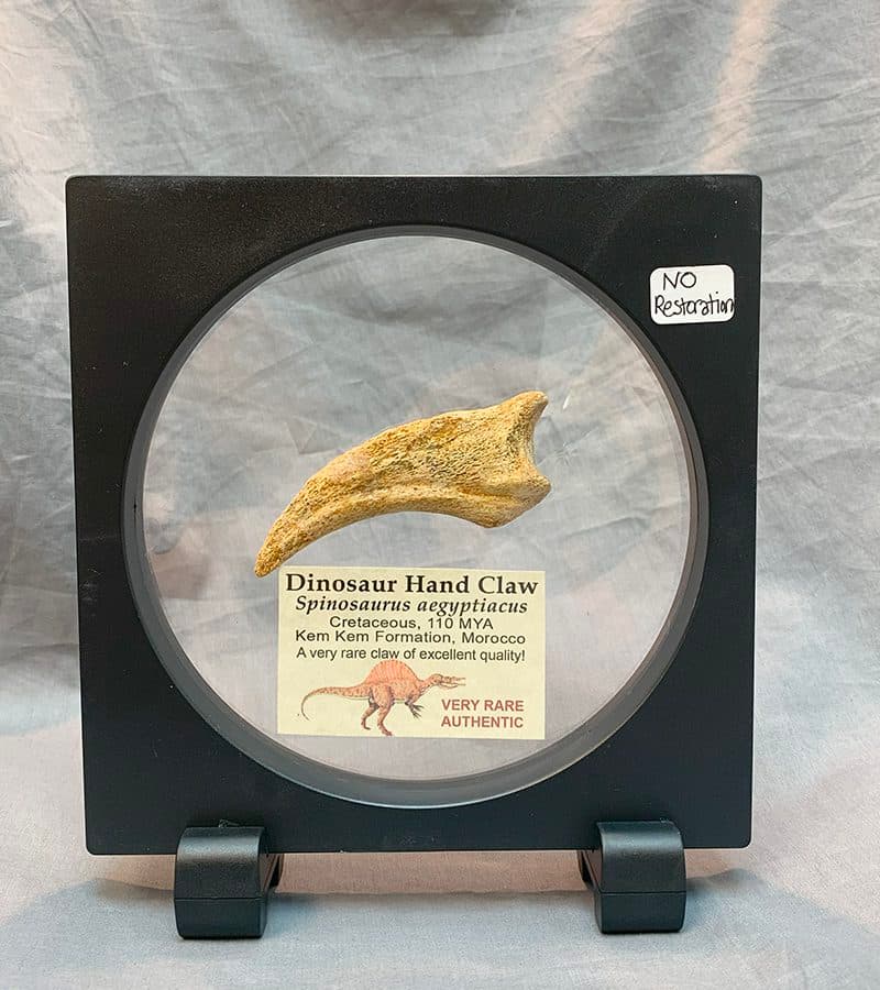 SPINOSAURUS HAND CLAW