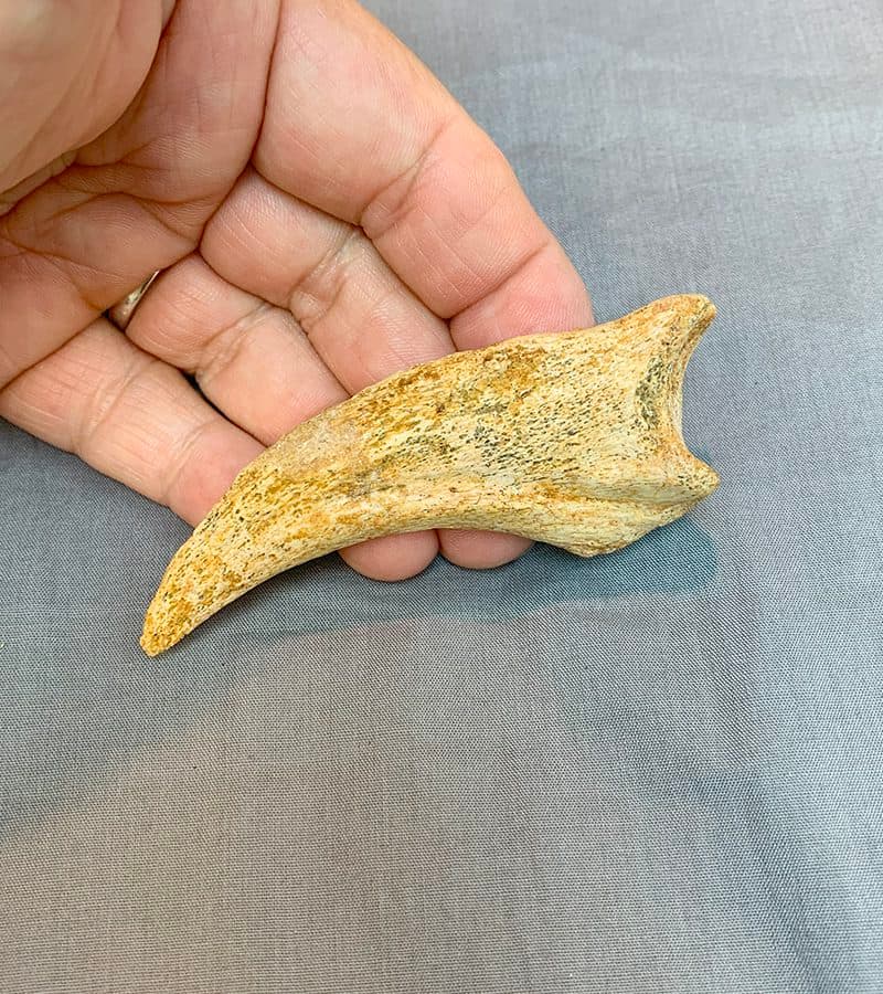 SPINOSAURUS HAND CLAW - thumbnail 3