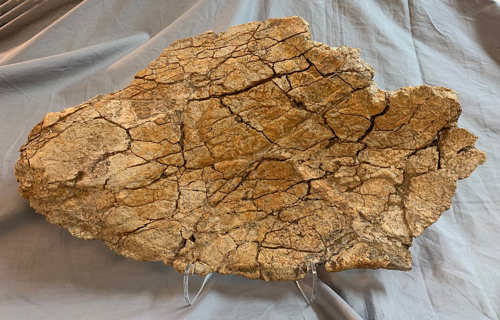 Authentic Triceratops Frill Section