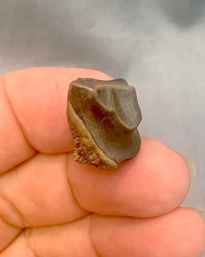 Authentic Dinosaur Triceratops Tooth #123 - thumbnail 2
