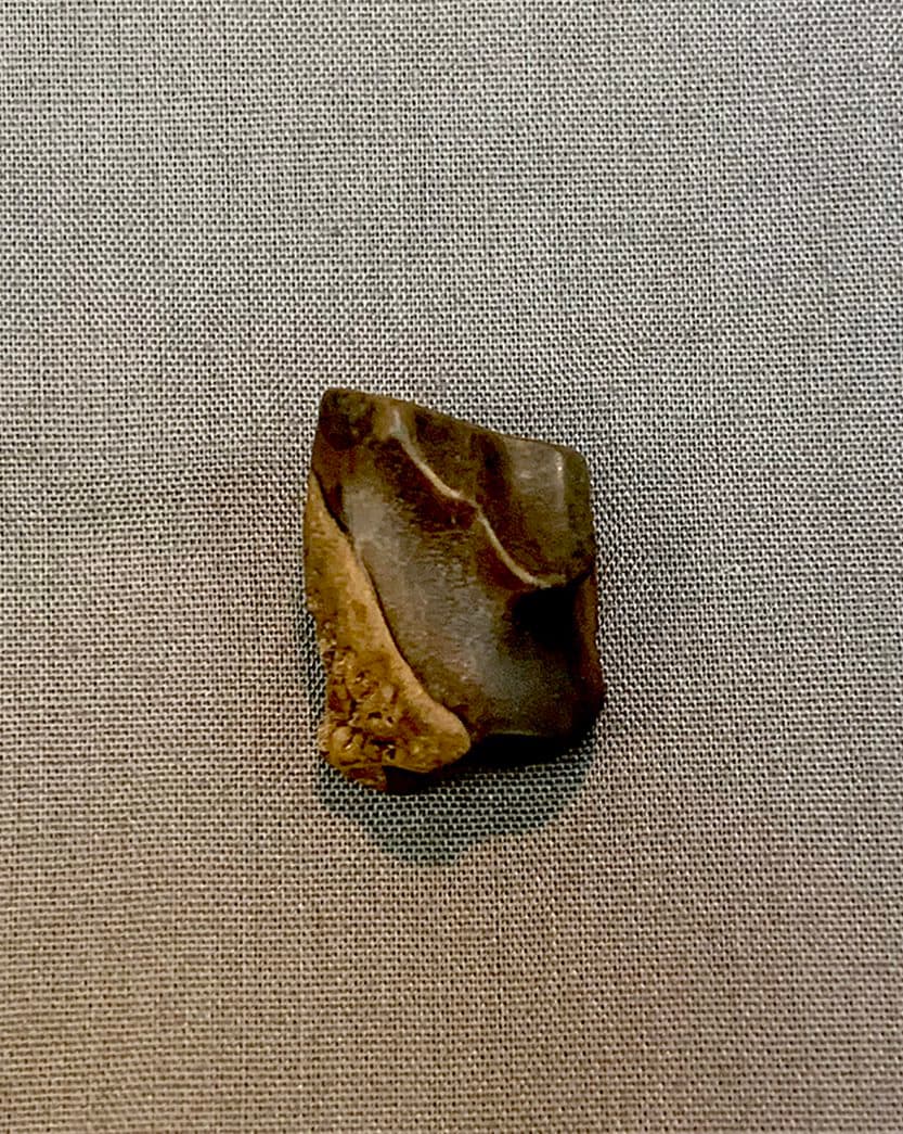 Authentic Dinosaur Triceratops Tooth #123 - thumbnail 3