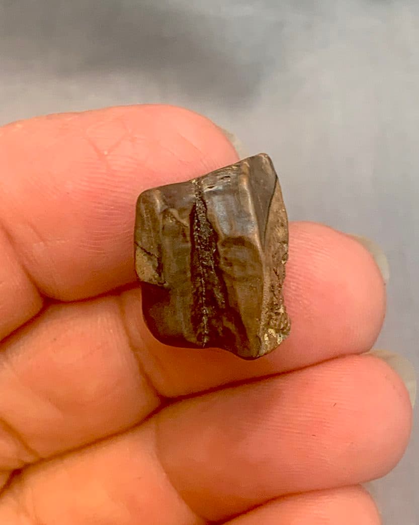 Authentic Dinosaur Triceratops Tooth #123 - thumbnail 4