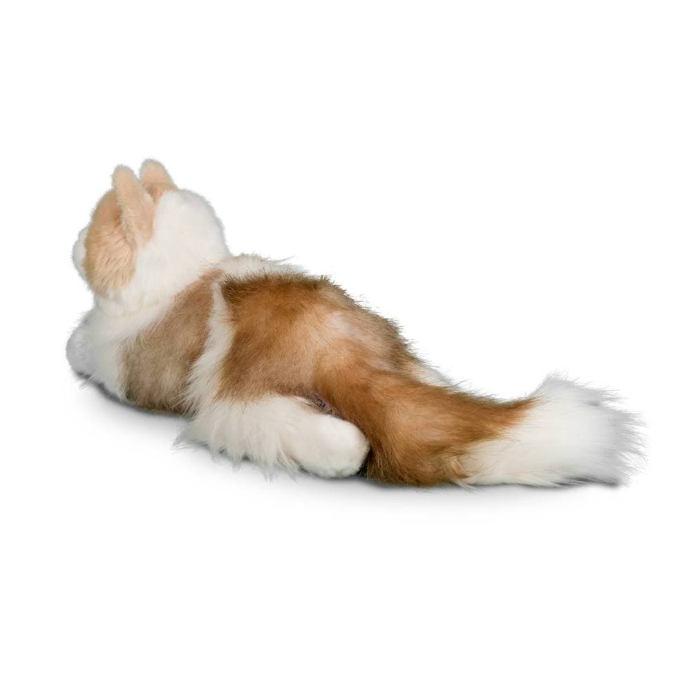 Kiki Ragdoll Cat - thumbnail 5
