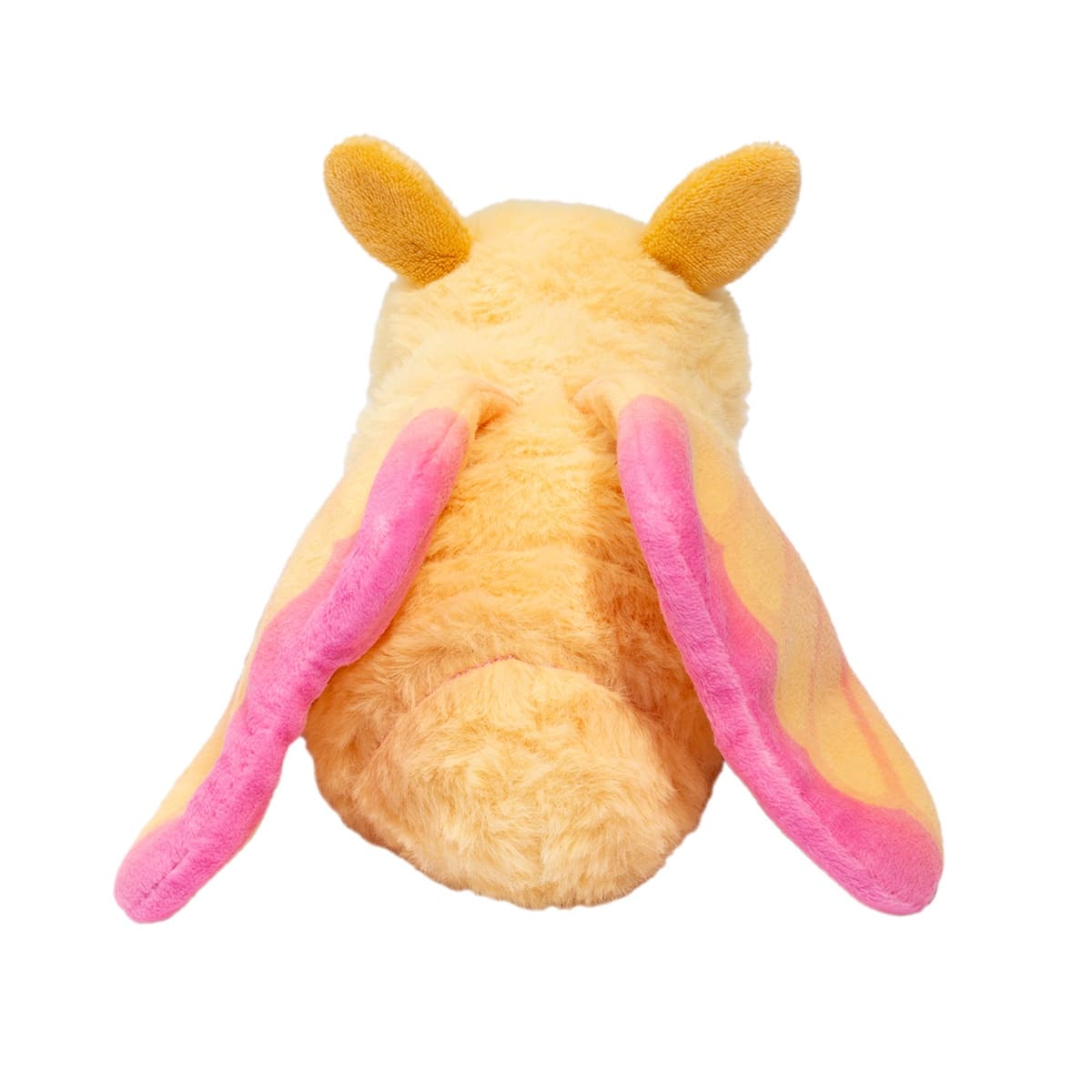 Rosy Maple Moth - thumbnail 4
