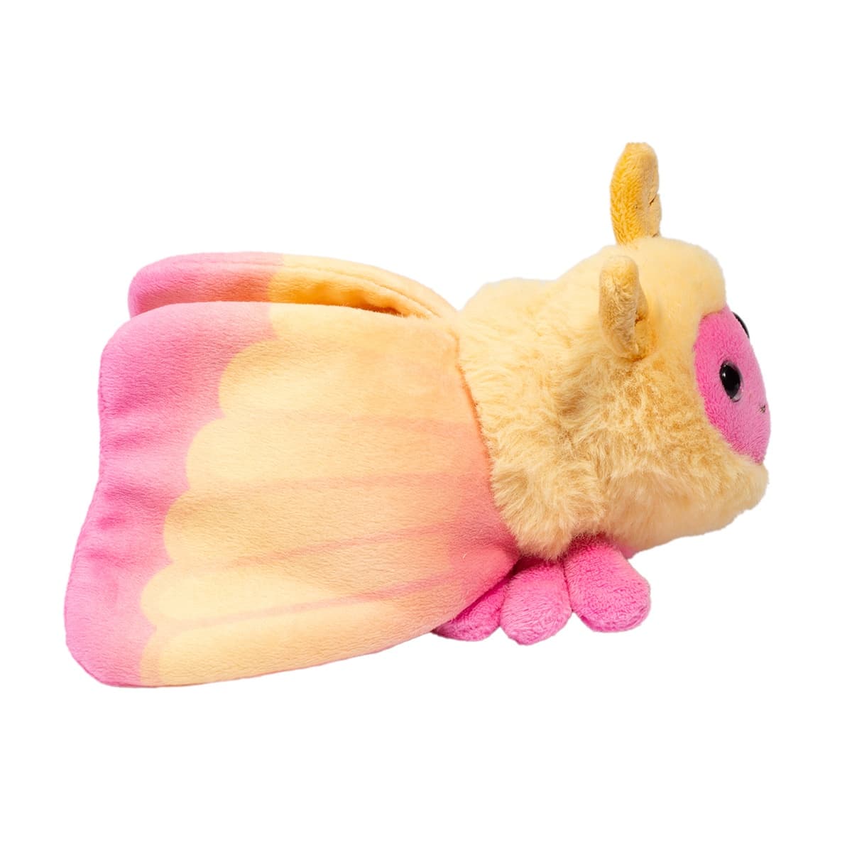 Rosy Maple Moth - thumbnail 6