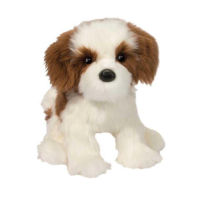 Farren Shih Tzu