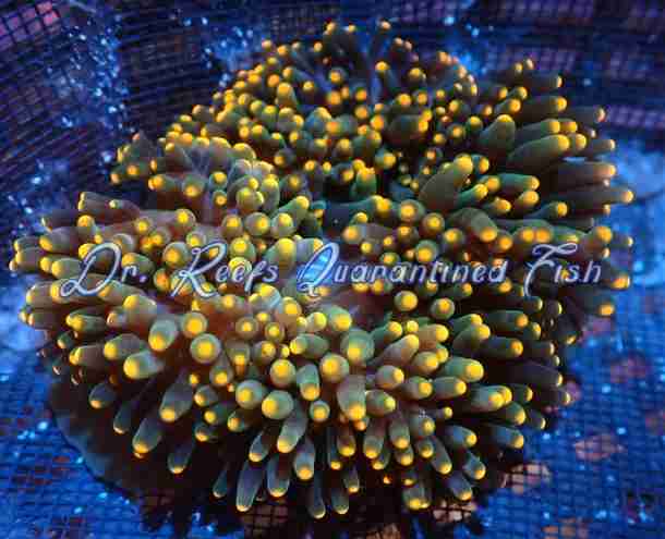 Bubble Anemone Orange Tip