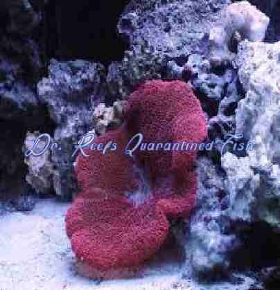 Saddle Anemone (Red)