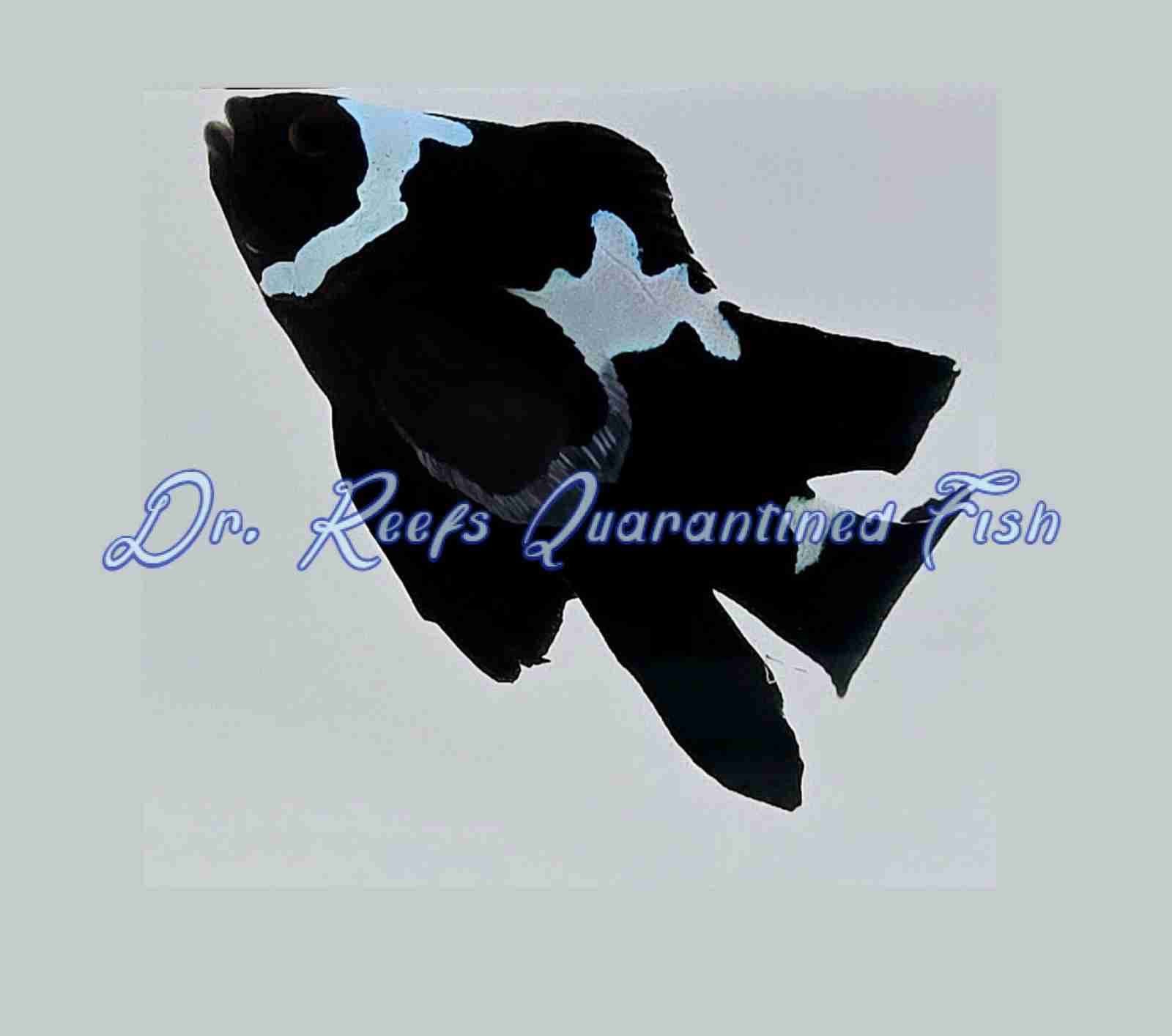 Black Midnight Lightning Roundtail Clownfish