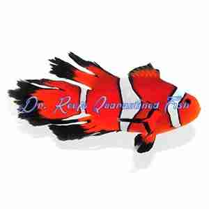Fancy Longfin Clownfish