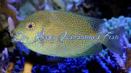 Gold Spotted Rabbitfish