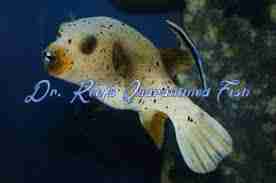 Dogface Puffer