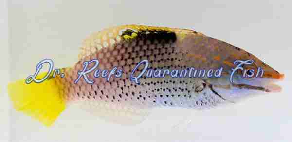 Checkerboard Wrasse