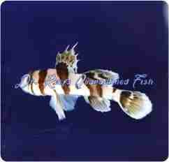 Circus Goby