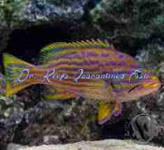 Polleni Grouper