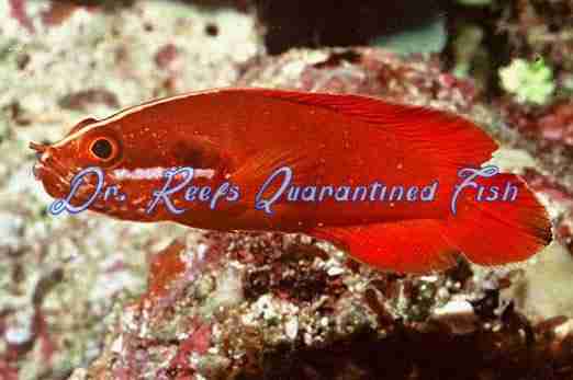 Red Soapfish
