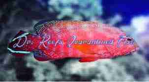 Red VTail Grouper Tail