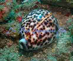 Tiger Cowrie