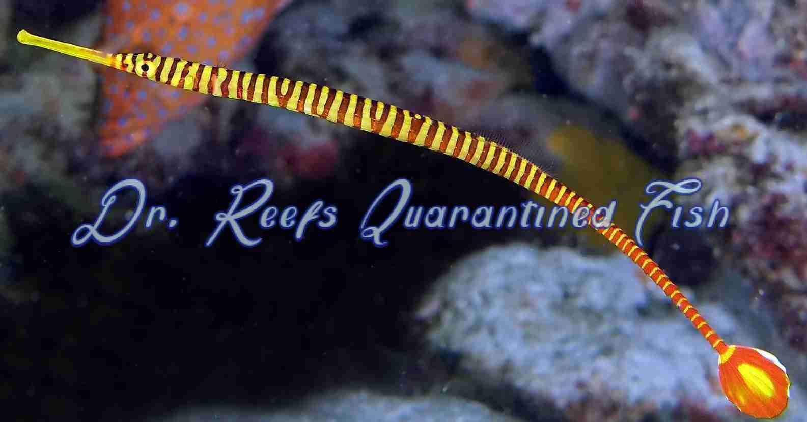 Yellow Multibanded Pipefish EXPERT ONLY