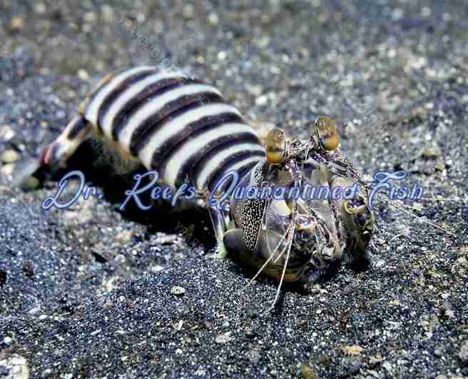 Zebra Mantis
