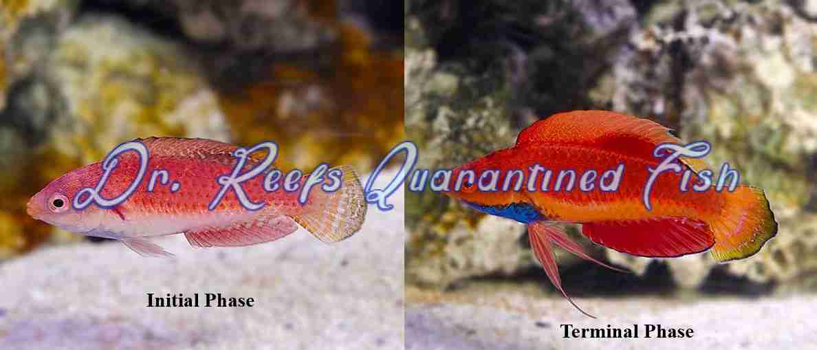 Blue Throat Fairy Wrasse