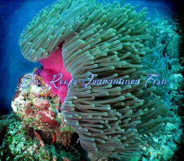 Ritteri Anemone