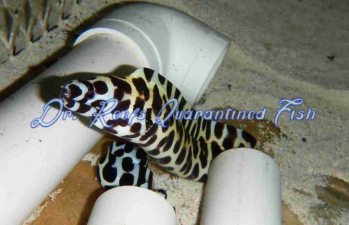 Tesselata Eel