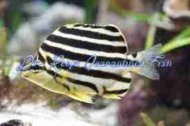 Australian Stripey