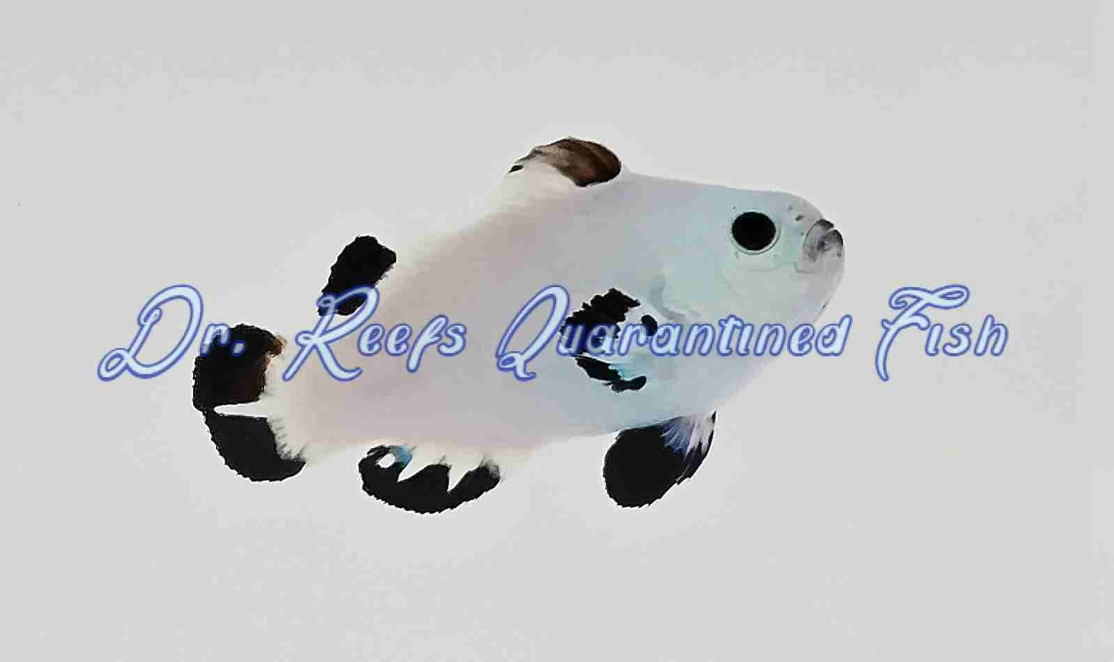Snow Storm Clownfish