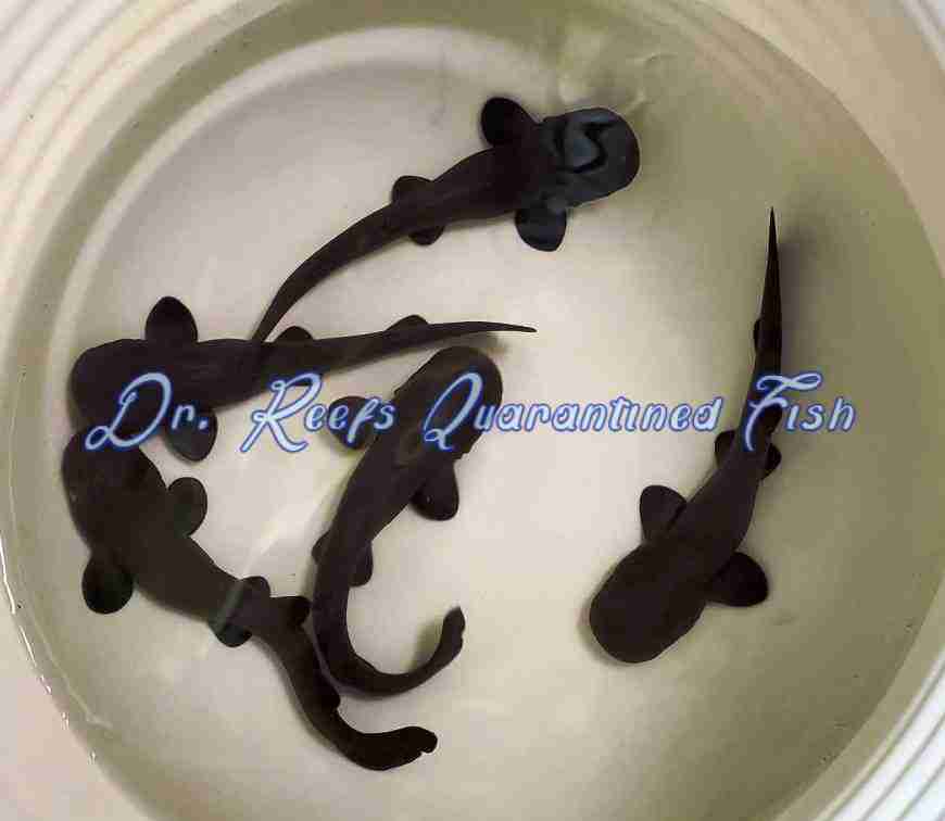 Short-Tail Nurse Shark Pup
