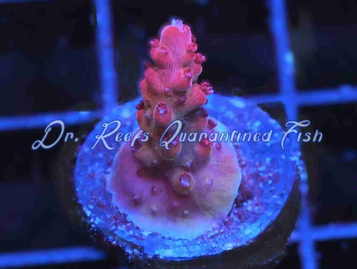 Acropora – Martian Sunset