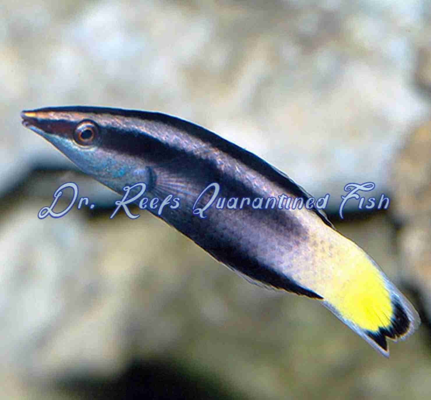 Bicolor Cleaner Wrasse