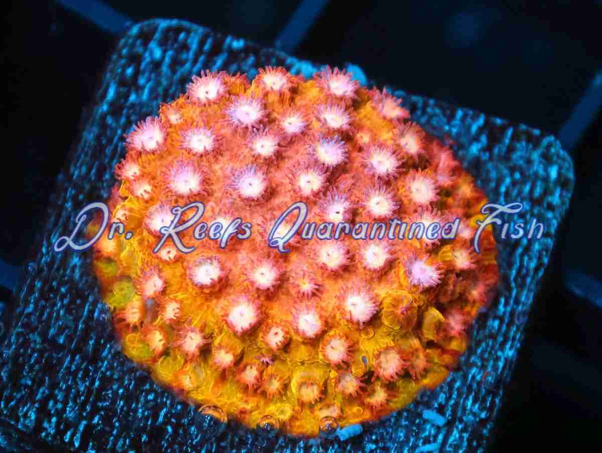 Cyphastrea – Strawberry Lemonade