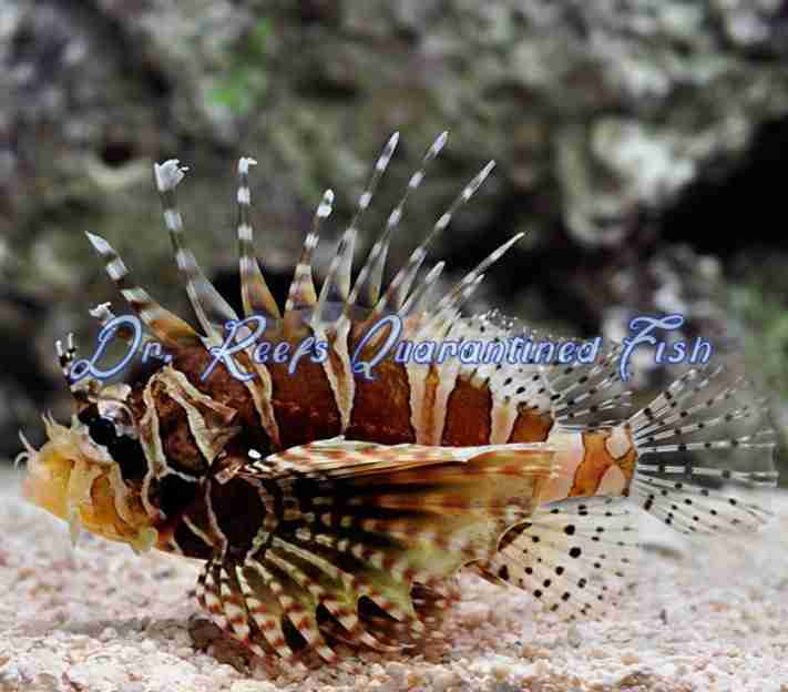 Dwarf/Zebra Lionfish
