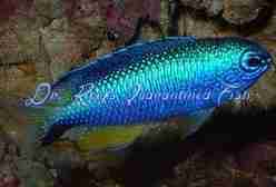 Allen’s Damselfish