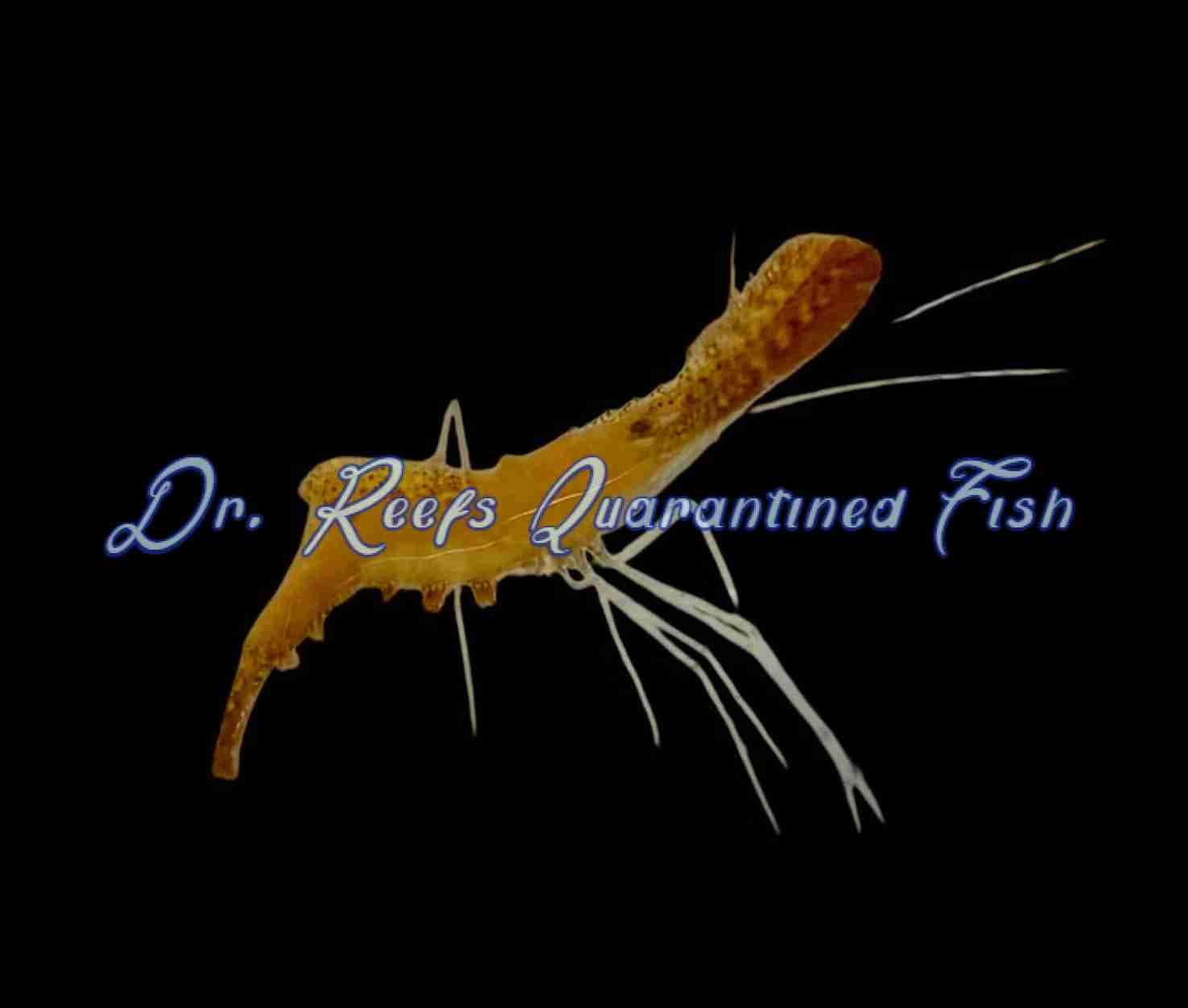 Shrimp – Donald Duck