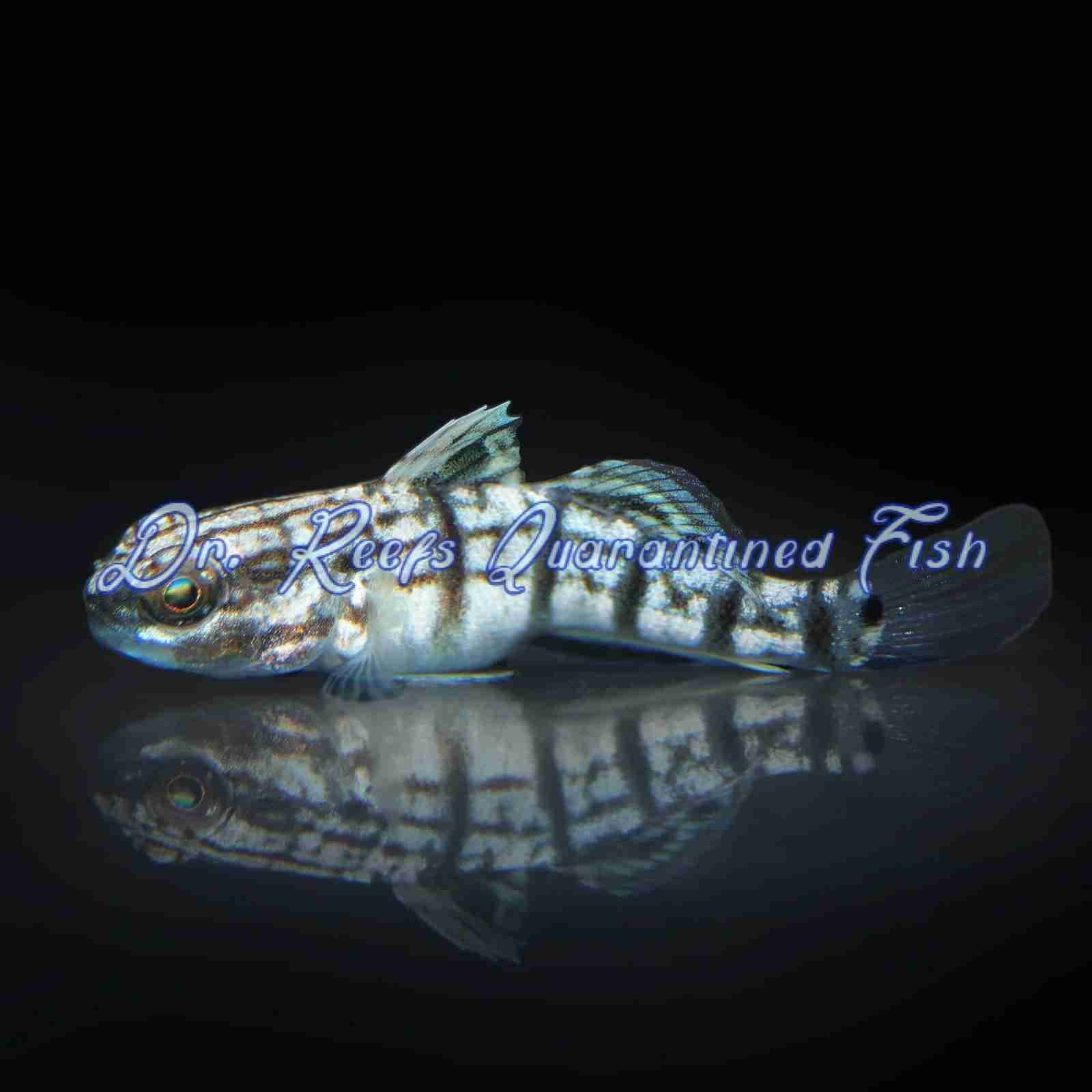 Dragon (Sleeper Banded) Goby (Captive Bred)
