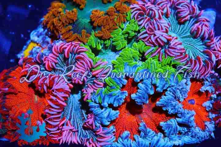 Rock Flower Anemone